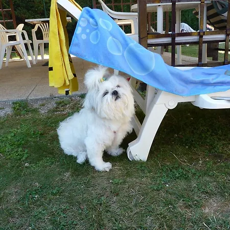 Koko